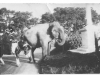 elephant-in-mundford-002