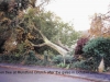 fallen-tree-mundford-church-2002